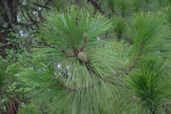 裸子植物－松科  Pinaceae  松属Pinus Linn. 云南松Pinus yunnanensis Franch. 丰家梁子_林中2.jpg