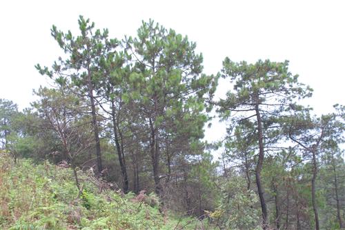 裸子植物－松科  Pinaceae  松属Pinus Linn. 云南松Pinus yunnanensis Franch. 丰家梁子_林中.jpg